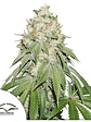 Banana Blaze Auto X3-Dutch Passion - Miniatura 4
