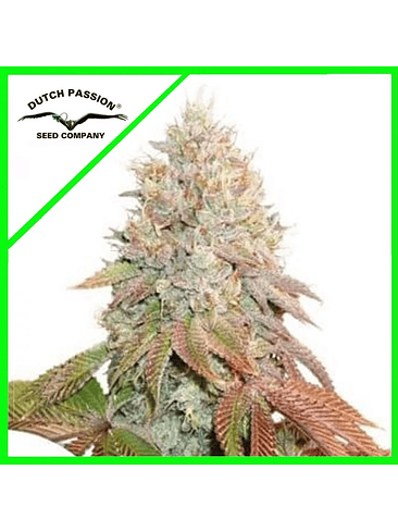 Banana Blaze Auto X3-Dutch Passion 5