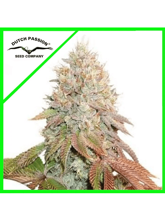 Banana Blaze Auto X3-Dutch Passion 5
