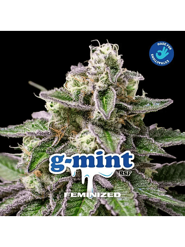 G-Mint Fem X2-Bsf 5