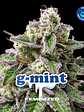 G-Mint Fem X2-Bsf - Miniatura 6