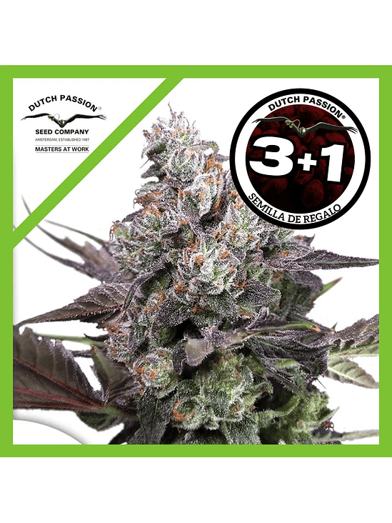 Candy Bubatz Xl Fem X3-Dutch Passion 2