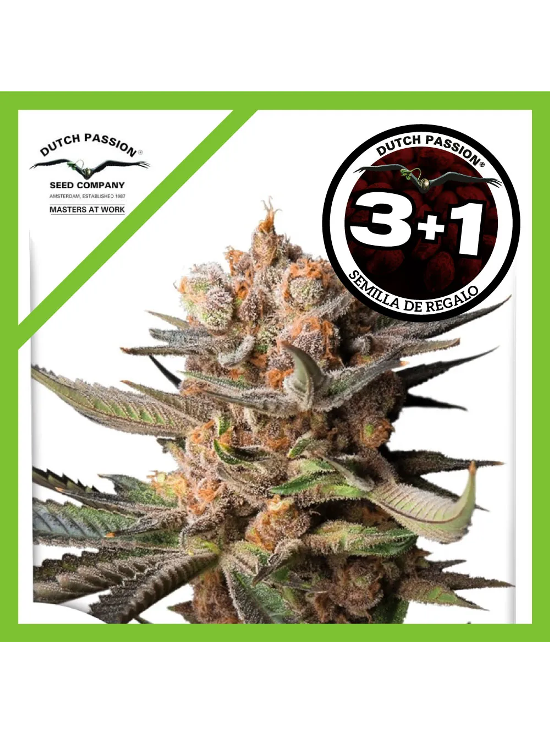 Frozen Biscotti Auto -Dutch Passion (X3/X3+1) 2