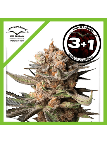 Frozen Biscotti Auto X3-Dutch Passion 2