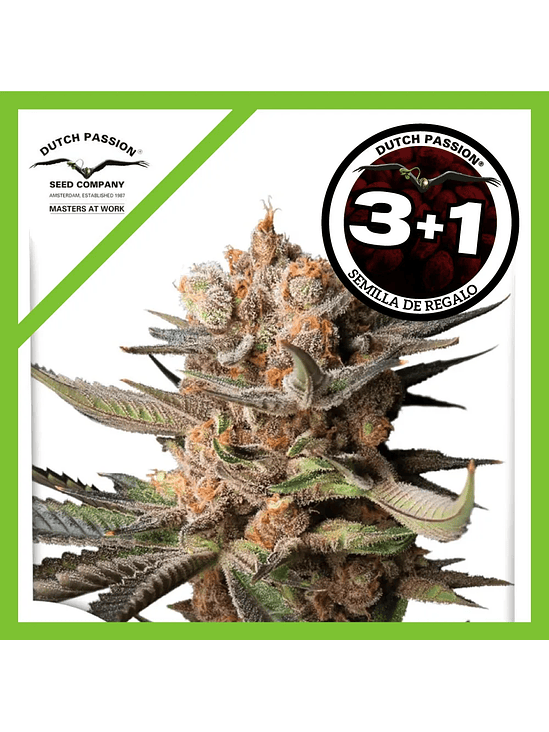 Frozen Biscotti Auto X3-Dutch Passion 2