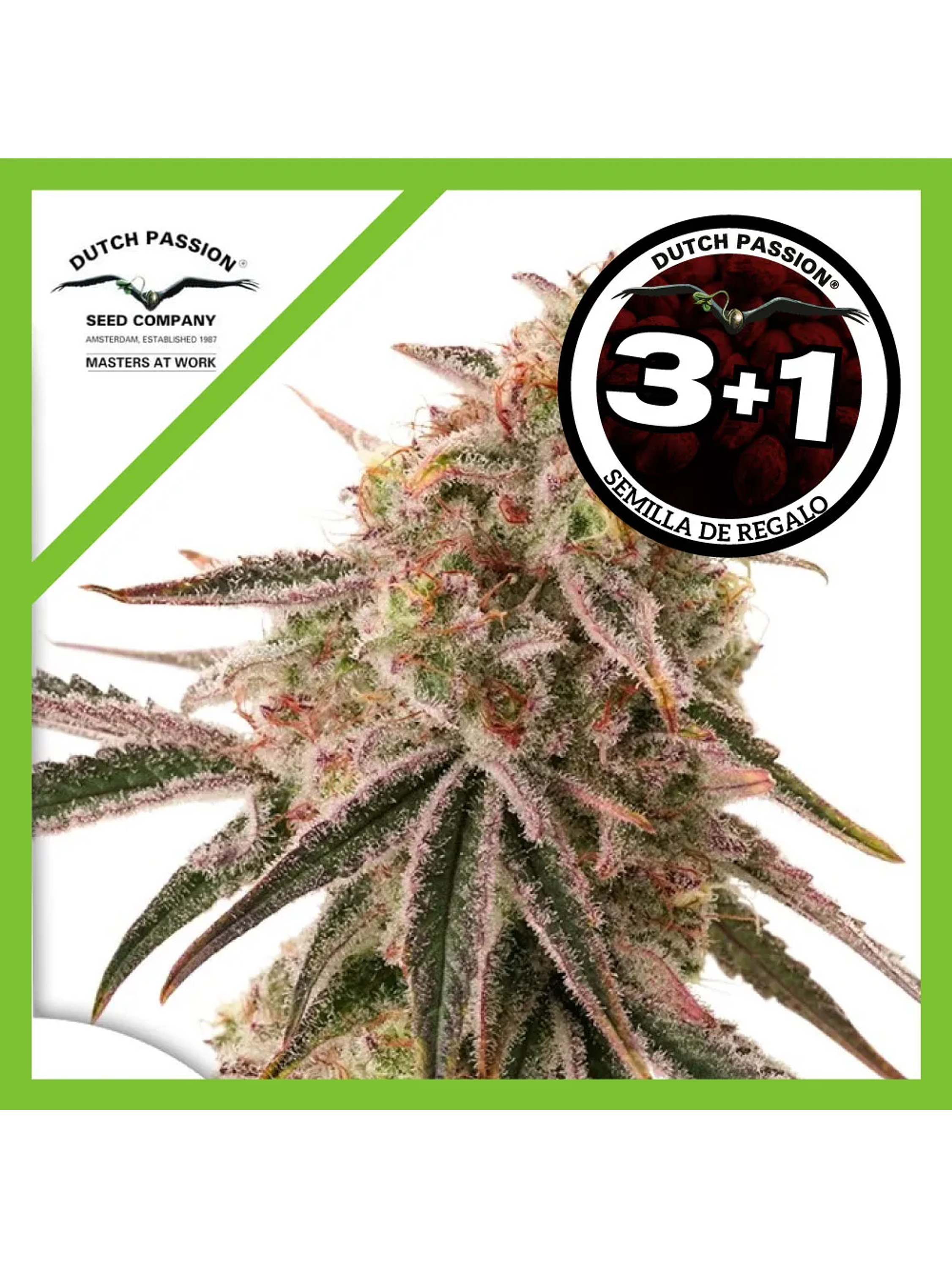 Frozen Biscotti Fem -Dutch Passion (X3/X3+1) 2