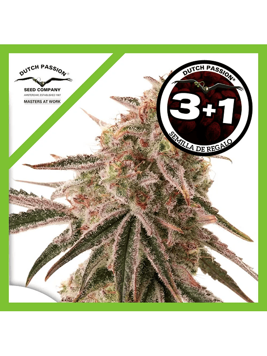 Frozen Biscotti Fem X3-Dutch Passion 2