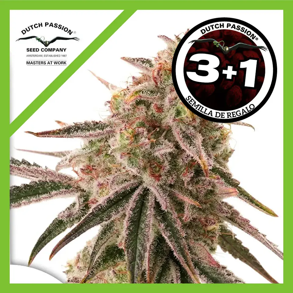 Frozen Biscotti Fem X3+1 -Dutch Passion 1