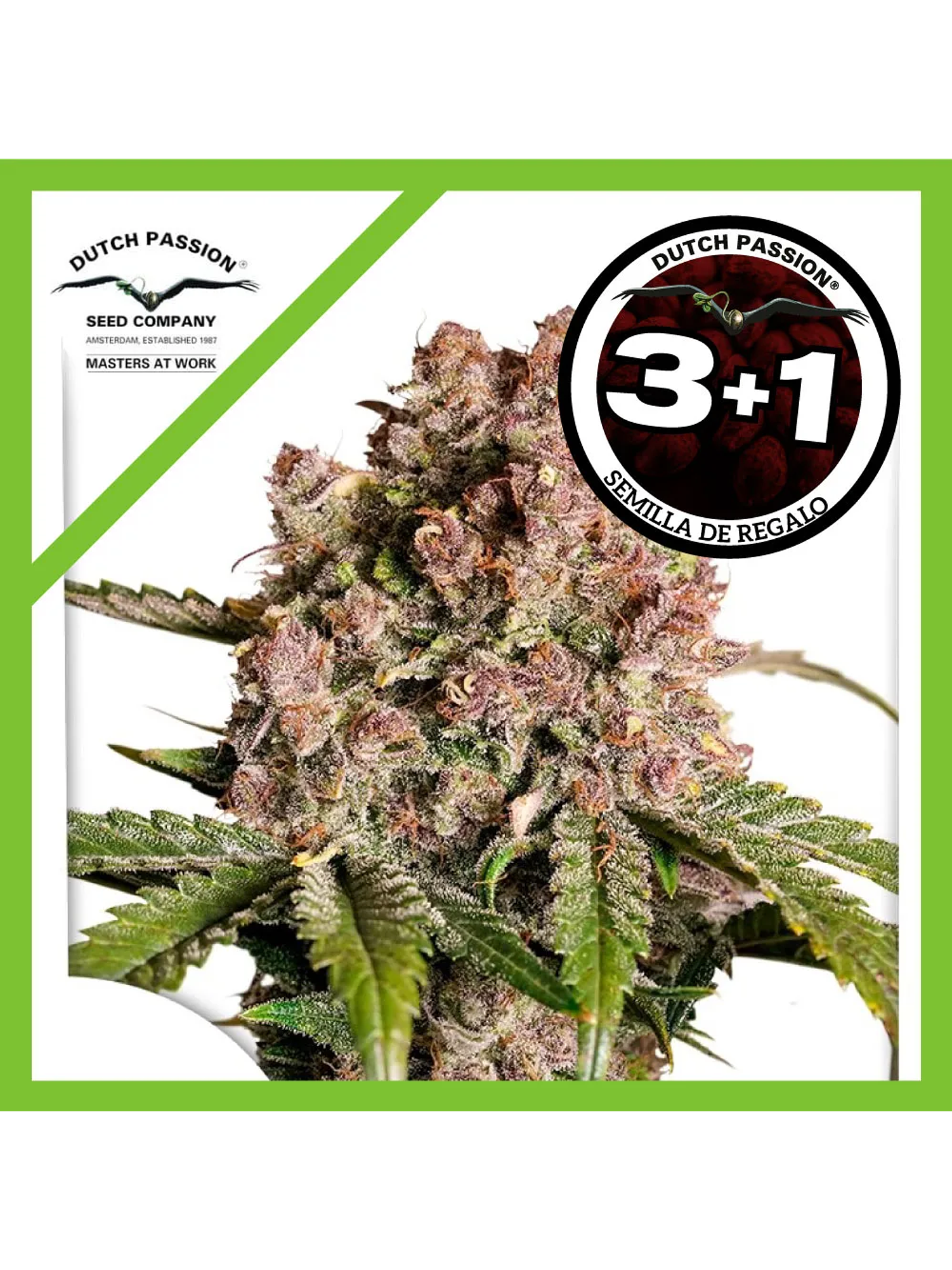 Strawberry Soda Auto -Dutch Passion (X3/X3+1) 2