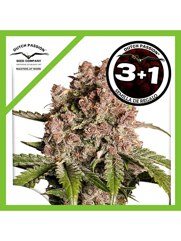 Strawberry Soda Auto X3-Dutch Passion 2