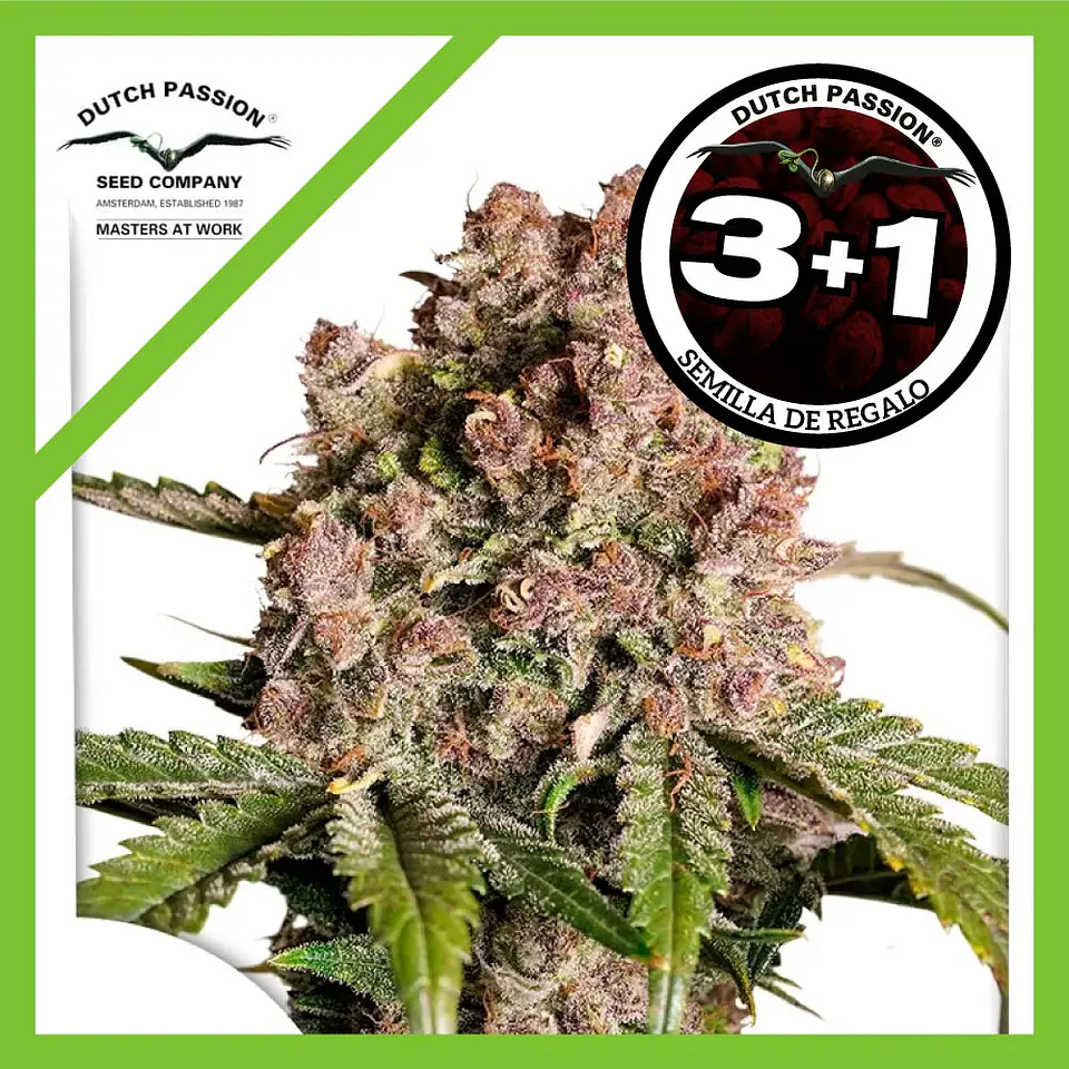 Strawberry Soda Auto -Dutch Passion X3+1 1