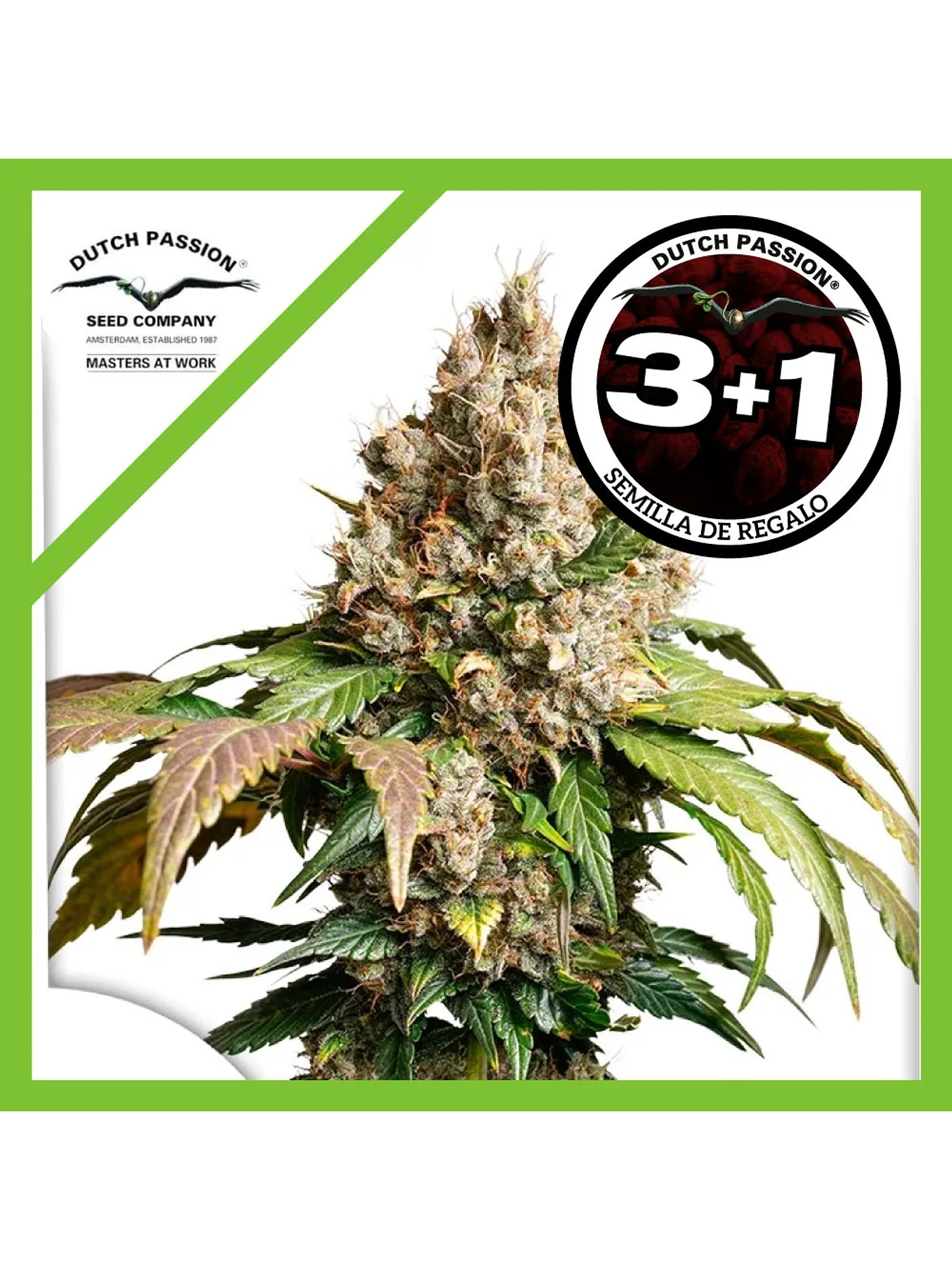 Red Tropicana Cookies Auto -Dutch Passion (X3/X3+1) 2