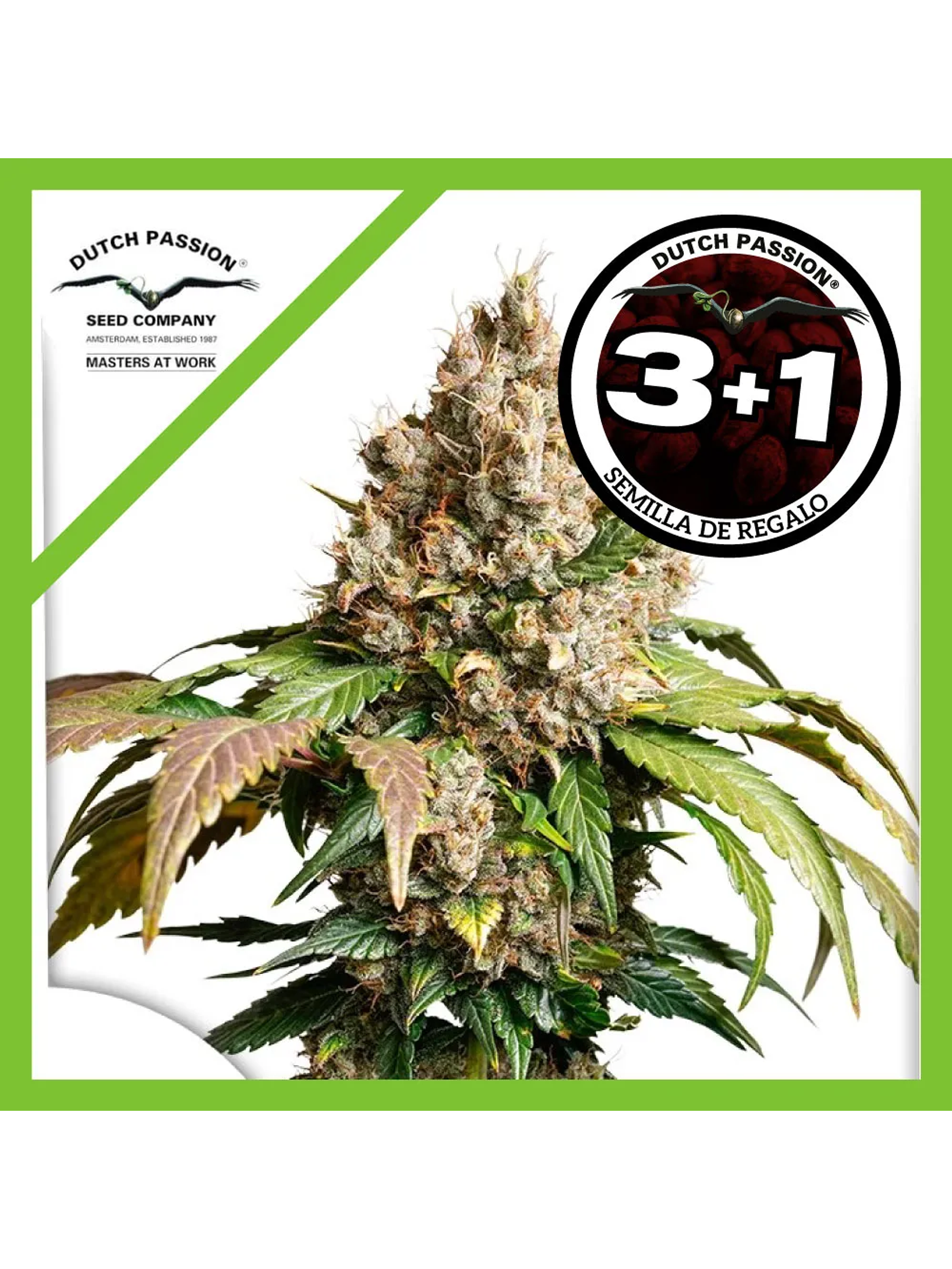 Red Tropicana Cookies Auto -Dutch Passion (X3/X3+1) 2