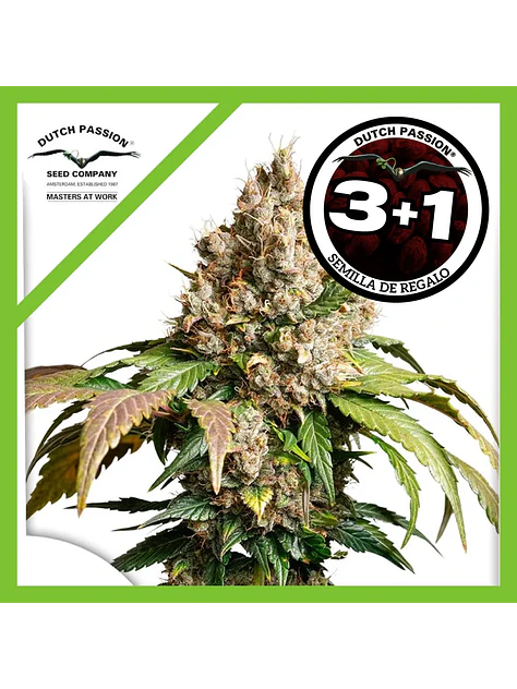 Red Tropicana Cookies Auto -Dutch Passion X3+1 1