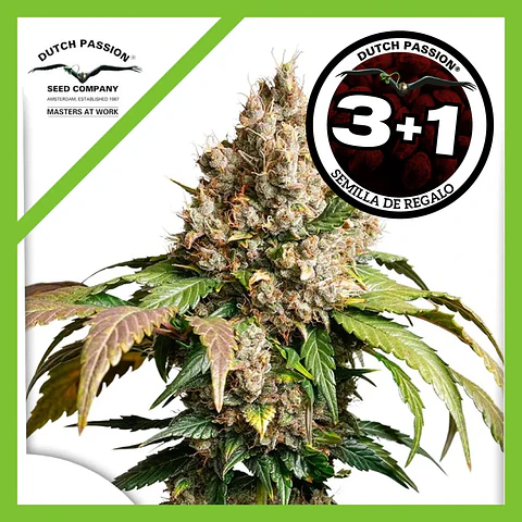 Red Tropicana Cookies Auto -Dutch Passion X3+1