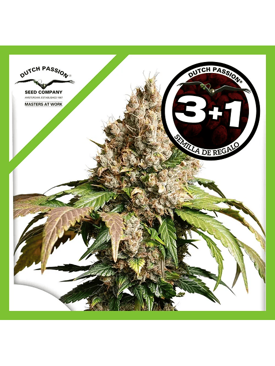 Red Tropicana Cookies Auto X3-Dutch Passion 2