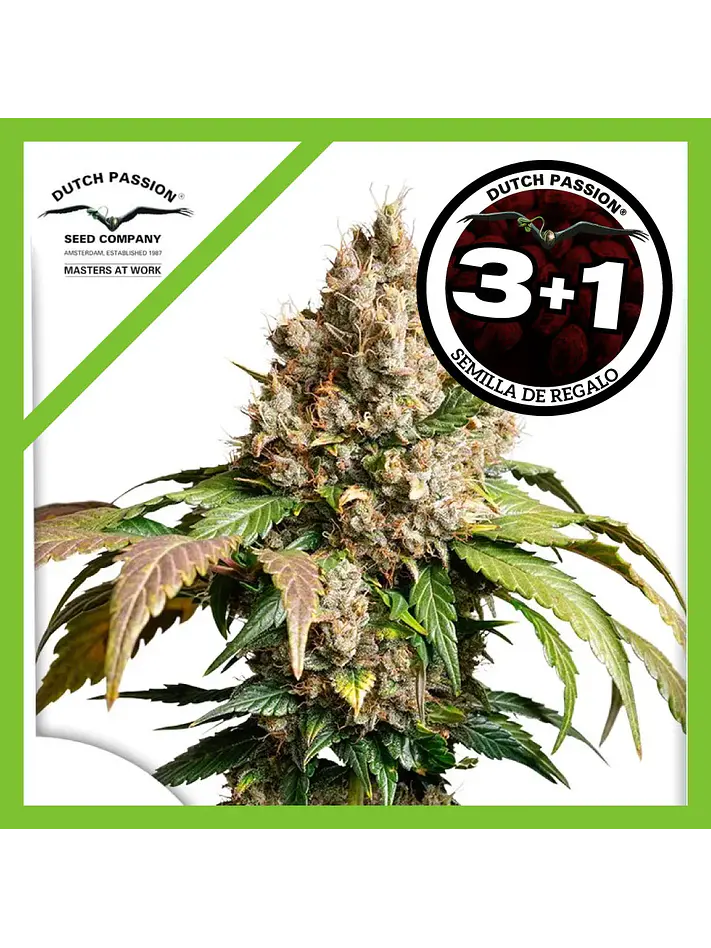Red Tropicana Cookies Auto -Dutch Passion X3+1 1