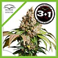 Red Tropicana Cookies Auto -Dutch Passion X3+1 - Miniatura 1