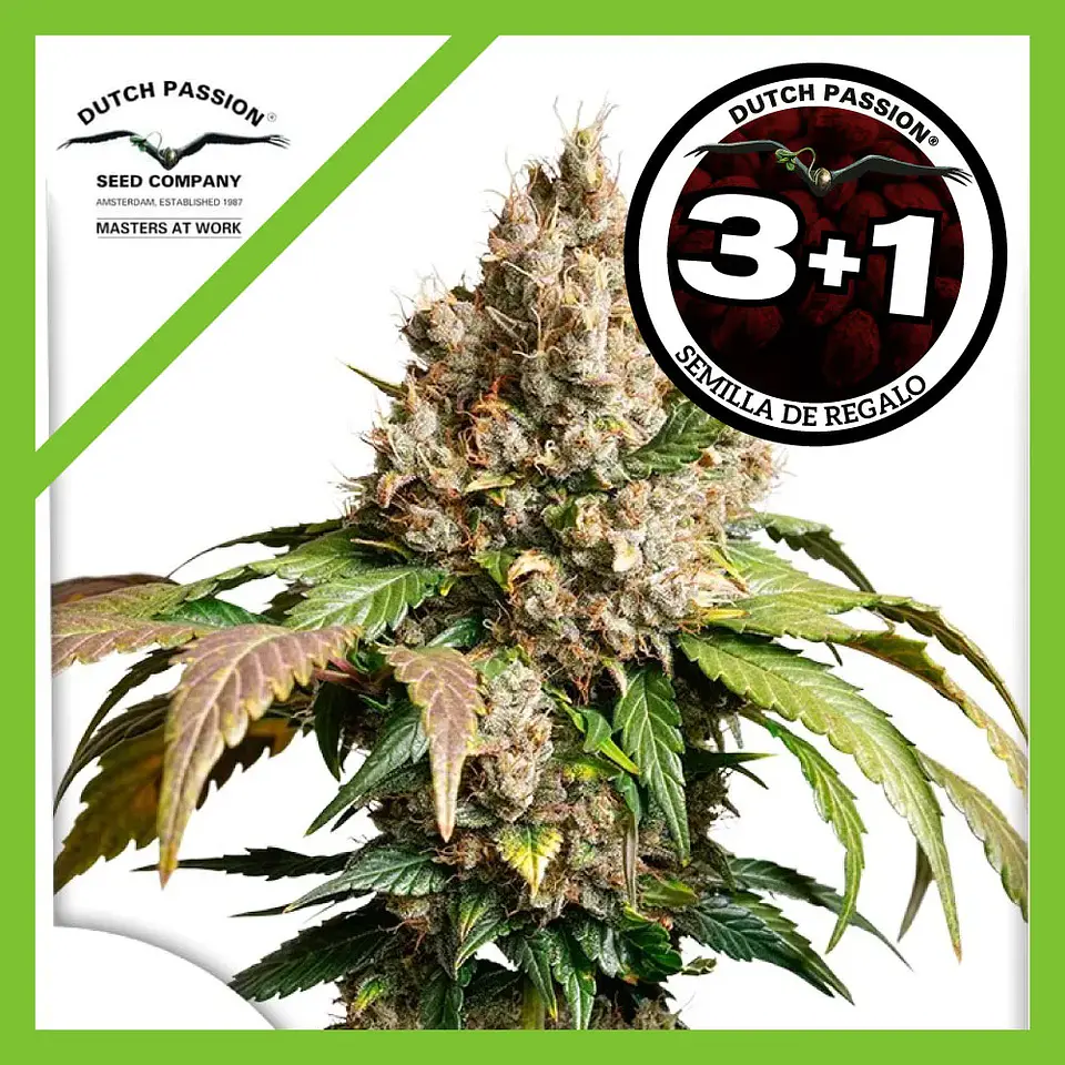 Red Tropicana Cookies Auto -Dutch Passion X3+1 1