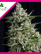 Anesthesia  Fem X1-Pyramid Seeds - Miniatura 2