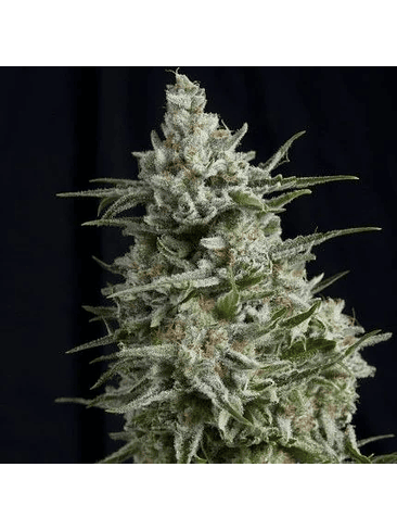 Anesthesia  Fem X1-Pyramid Seeds 4