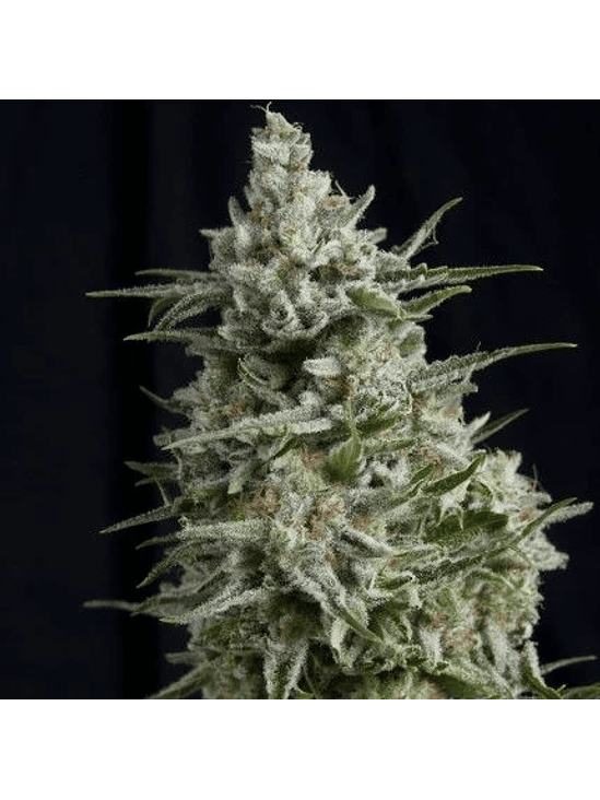 Anesthesia  Fem X1-Pyramid Seeds 4