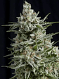 Anesthesia  Fem X1-Pyramid Seeds - Miniatura 4