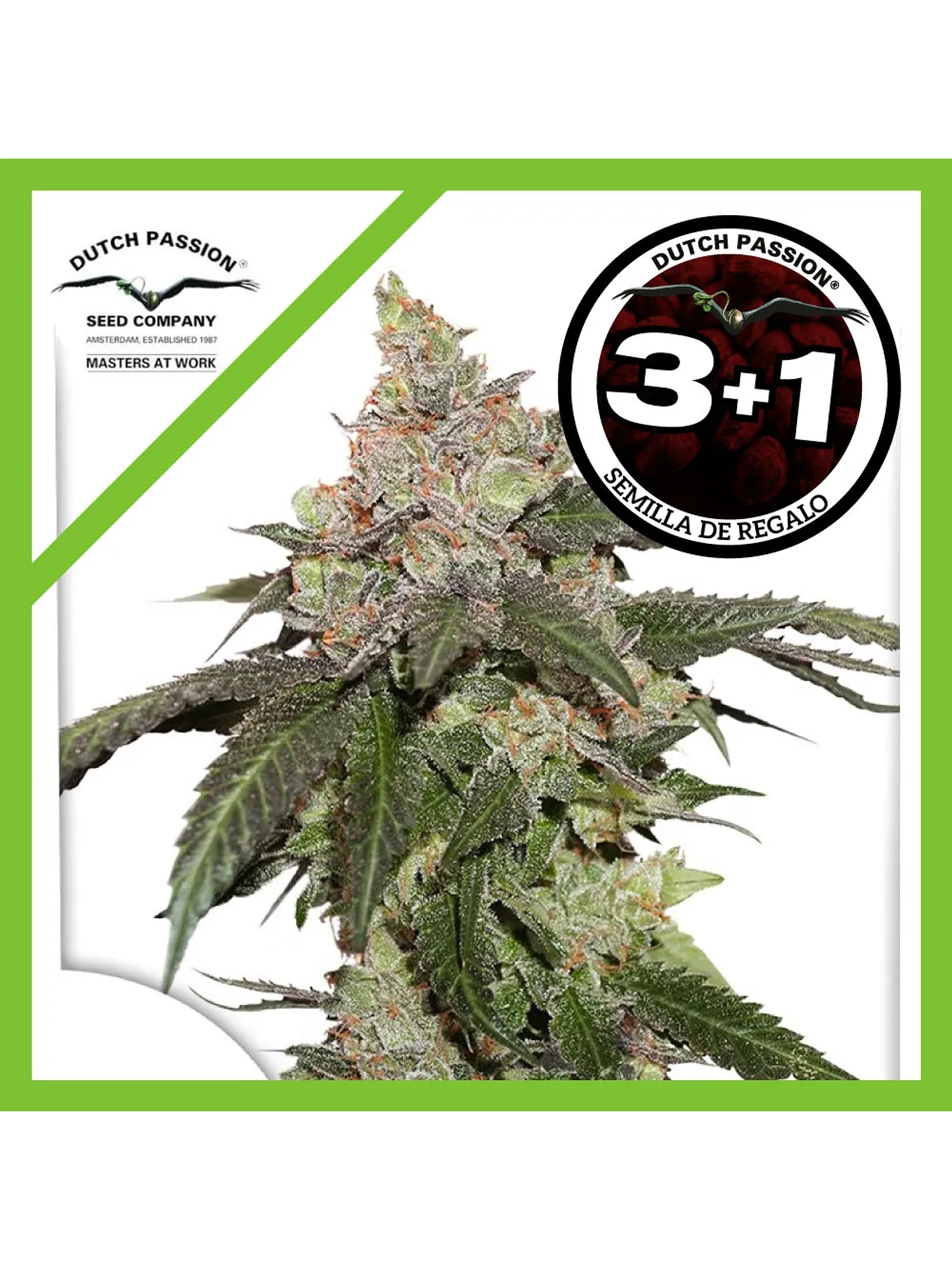 Kerosene Krash Fem -Dutch Passion (X3/X3+1) 2