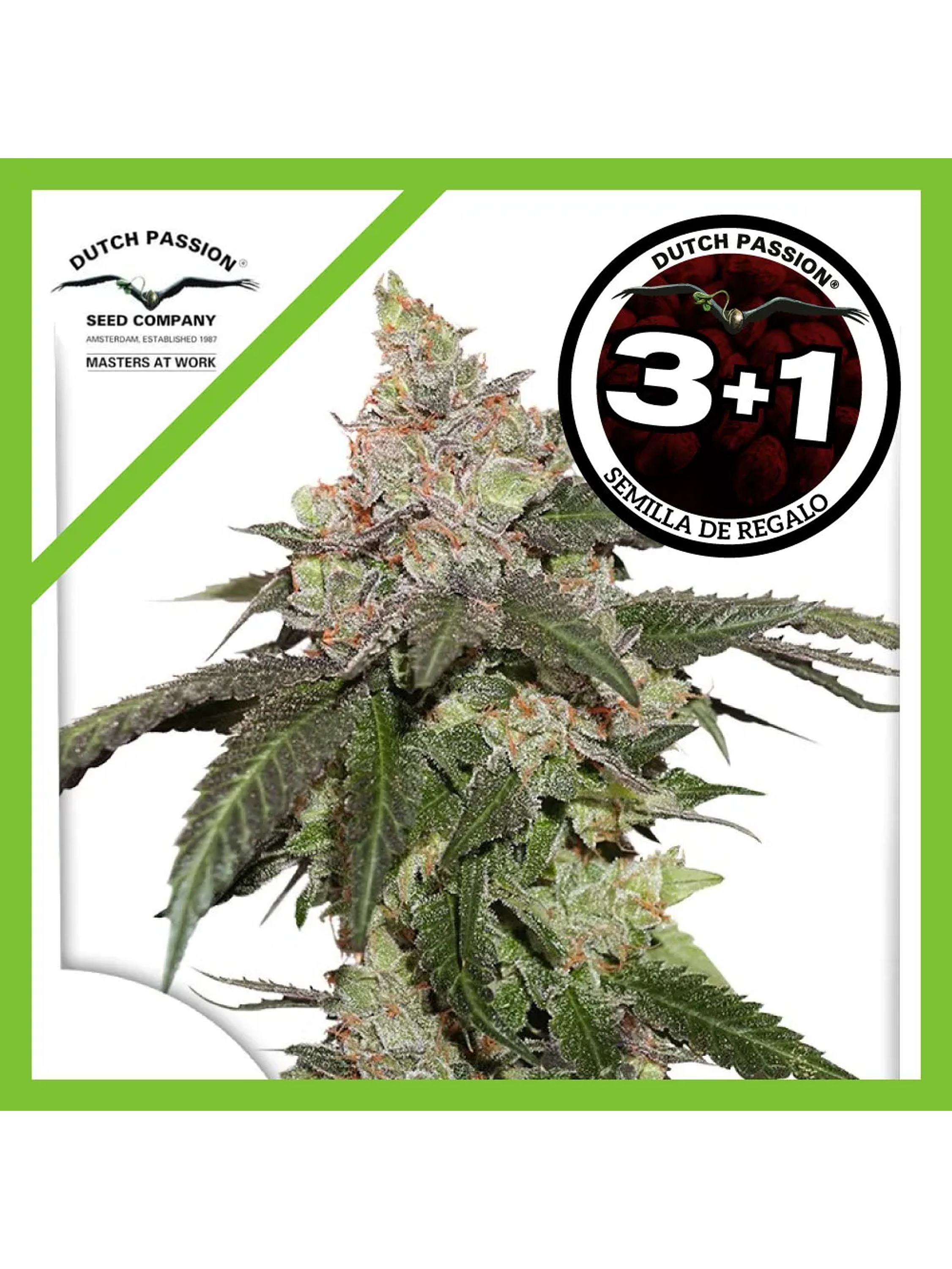 Kerosene Krash Fem -Dutch Passion (X3/X3+1) 2