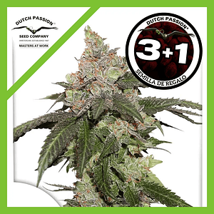 Kerosene Krash Fem X3-Dutch Passion