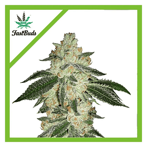 Green Crack Auto X1-Fast Buds