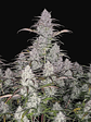 Green Crack Auto X1-Fast Buds - Miniatura 3