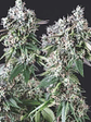 Mendocino Purple Kush Fem X3+1-Pyramid Seeds - Miniatura 2