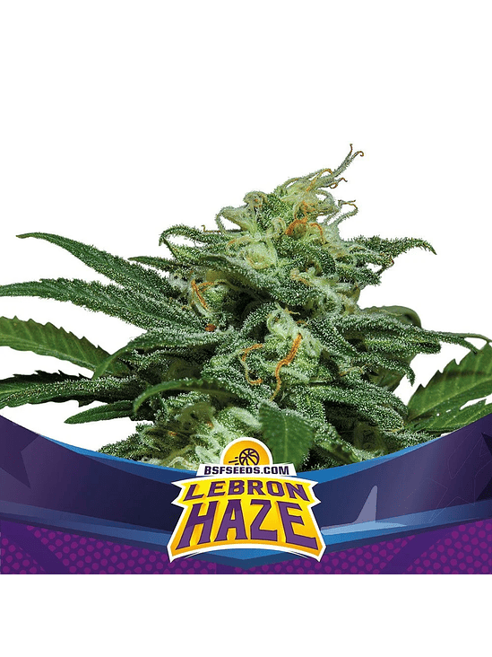 Lebron Haze Xxl Auto X4 -Bsf 2