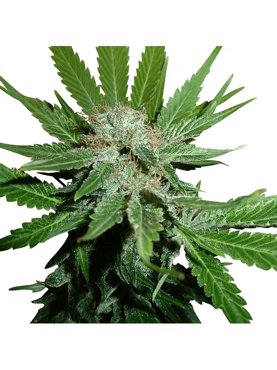 Royal Cheese Fast  Fem X1-Royal Queen Seeds 2
