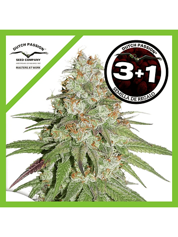 Glueberry Og Fem X3-Dutch Passion 2