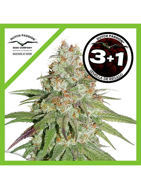 Glueberry Og Fem -Dutch Passion X3+1 1