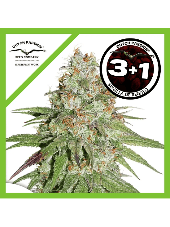 Glueberry Og Fem X3-Dutch Passion 2