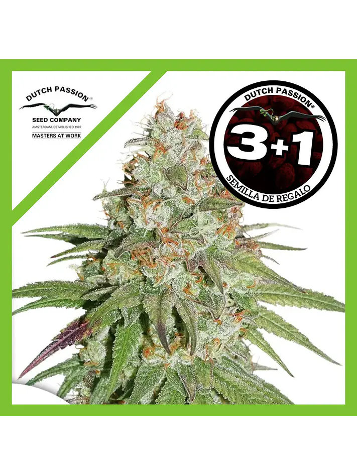 Glueberry Og Fem -Dutch Passion X3+1 1