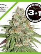Glueberry Og Fem X3-Dutch Passion - Miniatura 2