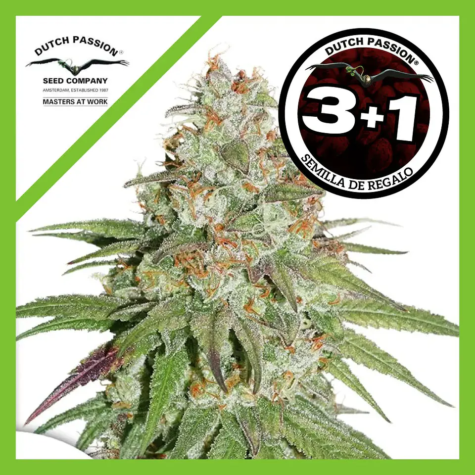 Glueberry Og Fem -Dutch Passion X3+1 1
