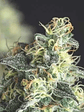 Lemon Larry Og Fem X3+1-Pyramid Seeds - Miniatura 2