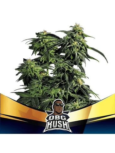 Obg Kush Fast Version Fem X2-Bsf 2