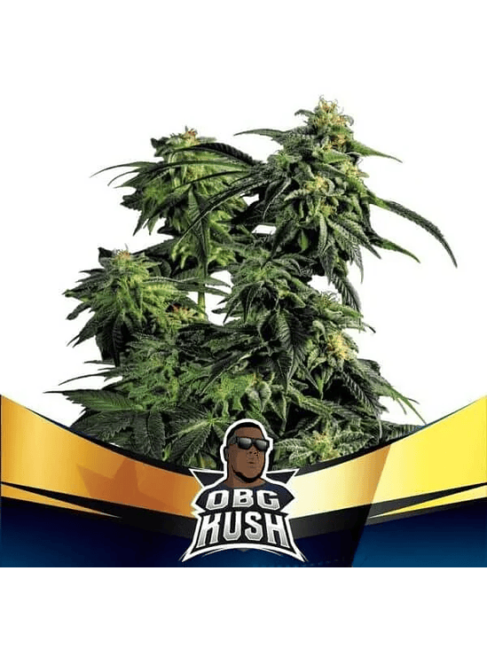 Obg Kush Fast Version Fem X2-Bsf 2