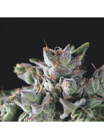 Gorila Fem X1-Pyramid Seeds 2