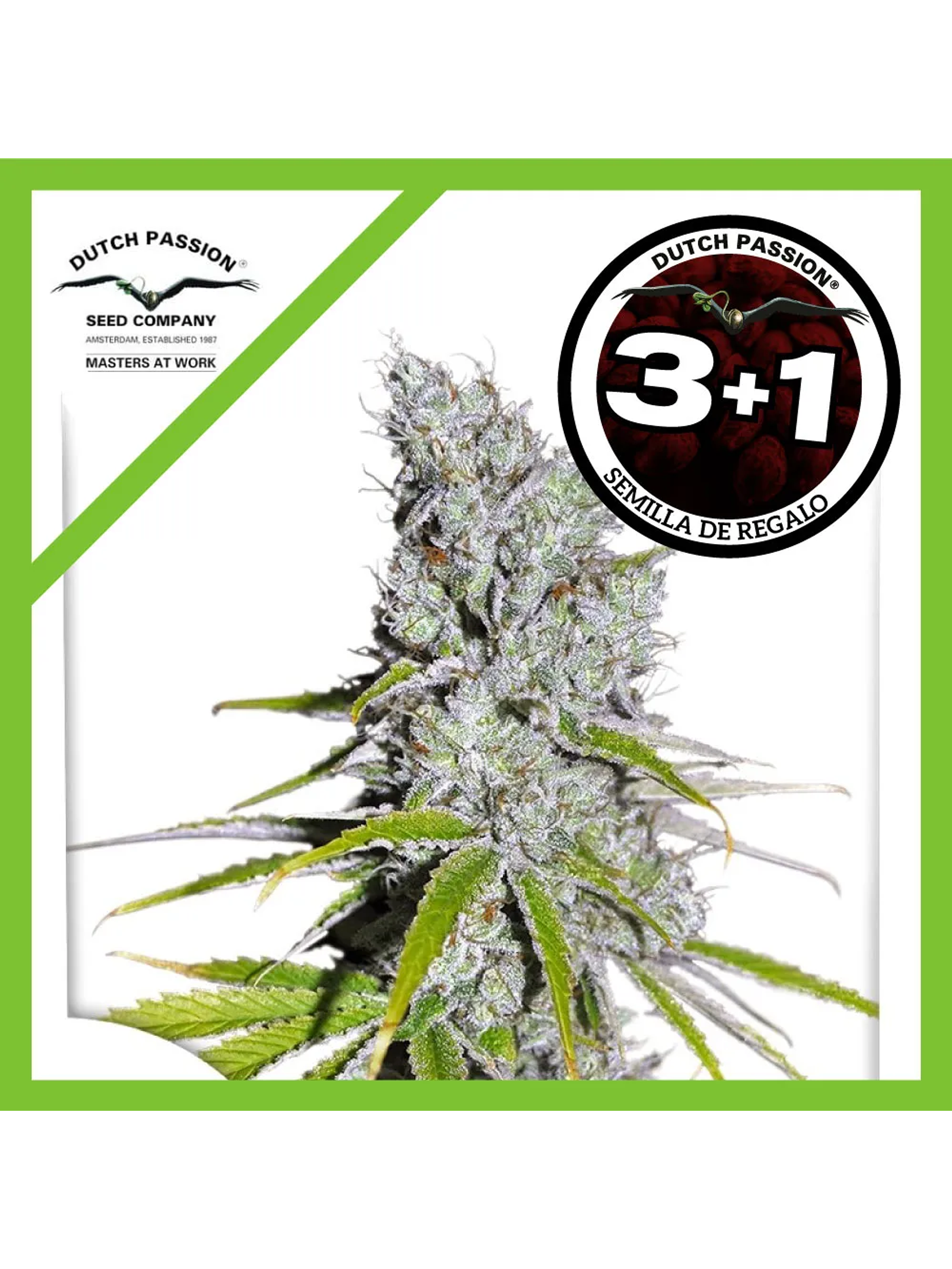 Skunk Haze Cbd Fem -Dutch Passion (X3/X3+1) 2