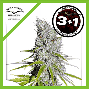 Skunk Haze Cbd Fem X3-Dutch Passion