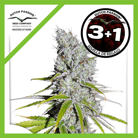 Skunk Haze Cbd Fem -Dutch Passion X3+1