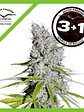 Skunk Haze Cbd Fem X3-Dutch Passion - Miniatura 2