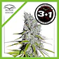 Skunk Haze Cbd Fem -Dutch Passion X3+1 - Miniatura 1